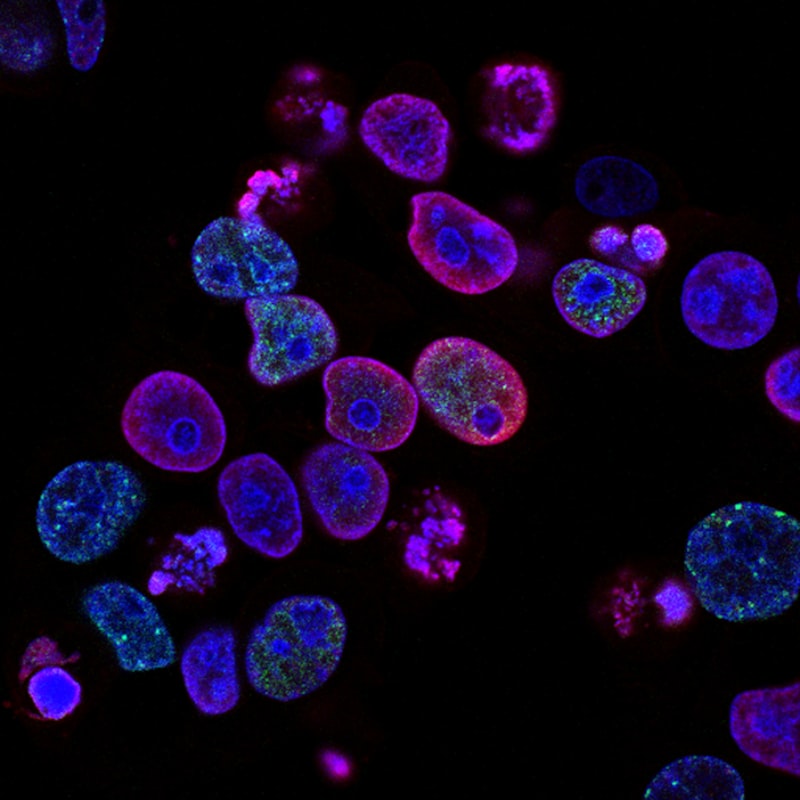 LN-CC-100 100mm Cell Culture Petri Dishes