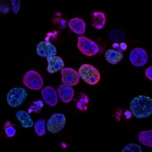 LN-CC-T25 T-25 Cell Culture Flasks